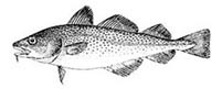 Makailo txikia